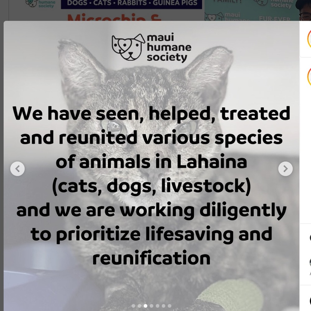 Lahaina 🐈🐴🐇🐾🐶🐎🦮🐾🐈⬛🐓🐰Rescued Lahaina Animals - Picture 6 of 14
